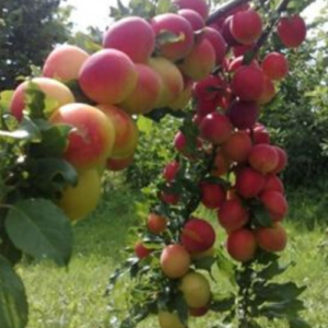 Plum 'Raņņaja Krupnaja'