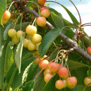Sweet cherry 'Raņņaja Rozovaja'