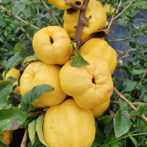 Krūmcidonija "Cido"