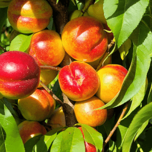 Nektarīns 'Redgold'