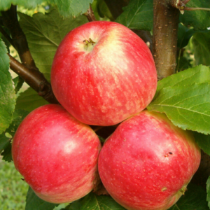 SA ābele 'Red Melba'