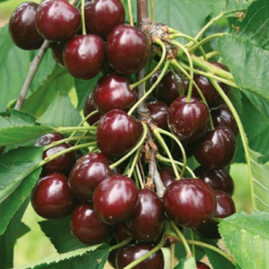 Saldais ķirsis 'Regina'