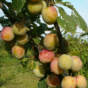 Plum 'Renklod Raņņij Doņeckij'