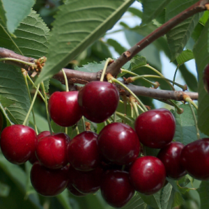 Saldais ķirsis 'Revna'