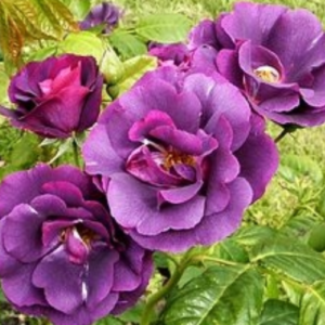 Roze 'Rhapsody in Blue'