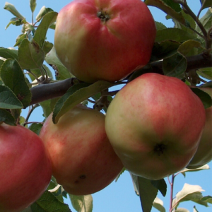 SA ābele 'Rīgas Rožābele'