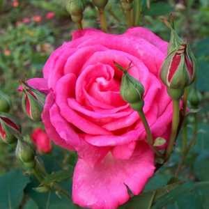 Roze 'Rita'