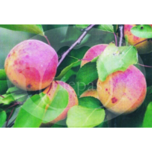 Aprikoze 'Rītausma'