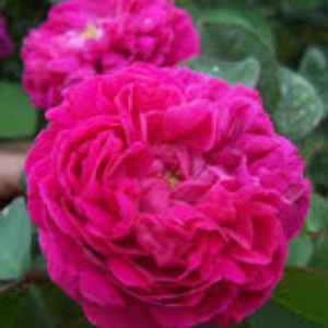 Roze 'Rose de Rescht'