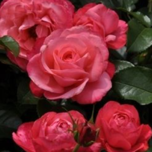 Rose 'Rosanna®'