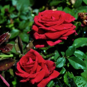 Roze 'Royal William'