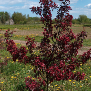 Dekoratīvā ābele 'Royalty'