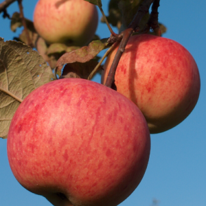 SA ābele 'Rudens Svītrainais'