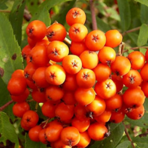 Pīlādzis 'Saharnaja'