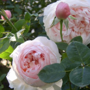 Rose 'Saint Cecilia'