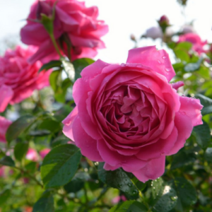 Rose 'Saint Exupery'