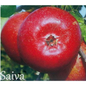 Dwarf apple tree 'Saiva'