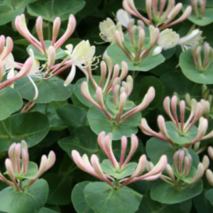 Honeysuckle 'Saldā mīla'