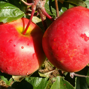 Dwarf apple tree 'Saltanata'