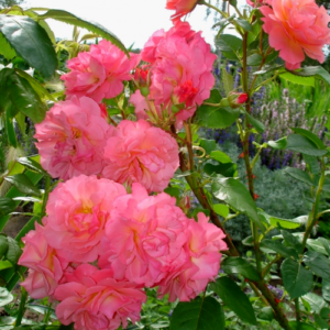 Roze 'Salzburg'