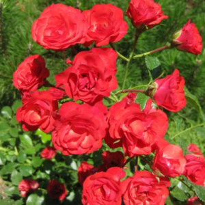 Roze 'Scarlet Meidiland'