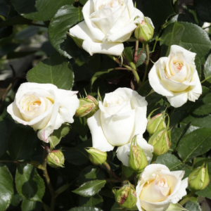 Roze 'Schneewalzer®'