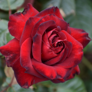 Roze 'Schwarze Madonna®'