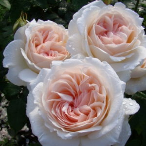 Roze 'Sebastian Kneipp®'