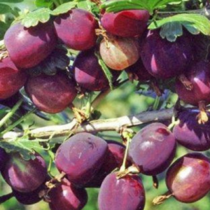 Tall-stemmed gooseberry 'Severnij Kapitan'