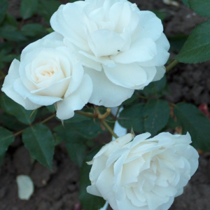 Roze 'Schneewittchen®'