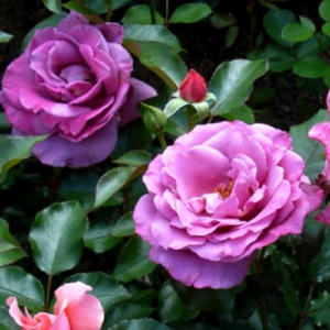 Roze 'Shocking Blue'