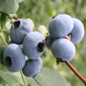 Krūmmellene 'Sierra'