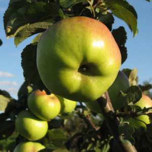 SA ābele 'Sinap Orlovskij'