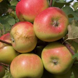 SA ābele 'Sīpoliņš'