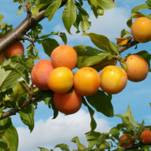 Plum 'Skoroplodnaja'