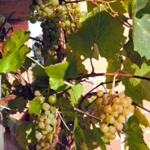 Vīnoga 'Skujiņa-675'