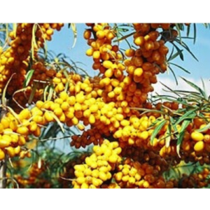 Smilstērkšķis 'Botaņičeskaja Ļubiķeļskaja' siev.