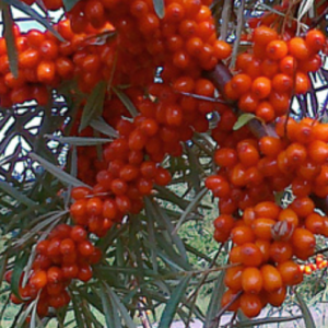 Sea buckthorn 'Botaņičeskaja Ļubiķeļskaja' female (Kopija)