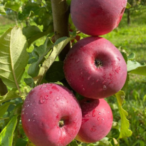 Columnar apple tree 'Solo'