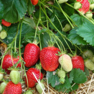 Strawberry 'Sonsation'