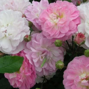 Roze 'Souvenir de Greuville'