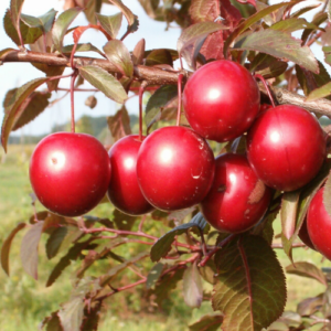 Plum 'Spīdola'