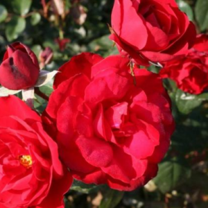 Roze 'Stadt Etville®'