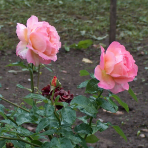 Roze 'Strawberry Hill'