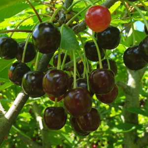 Saldais ķirsis 'Stella'