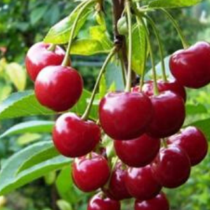 Ķirsis 'Studenčeskaja'