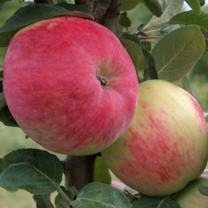 SA ābele 'Suislepas Rožu'