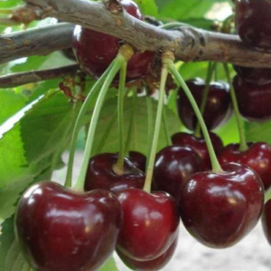 Saldais ķirsis 'Summit'