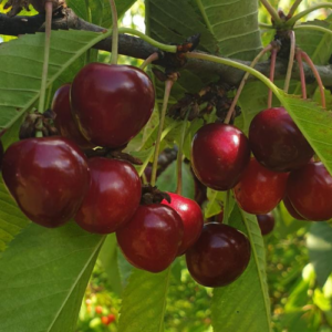 Saldais ķirsis 'Sunburst'