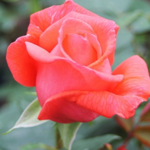 Roze 'Super Star®'